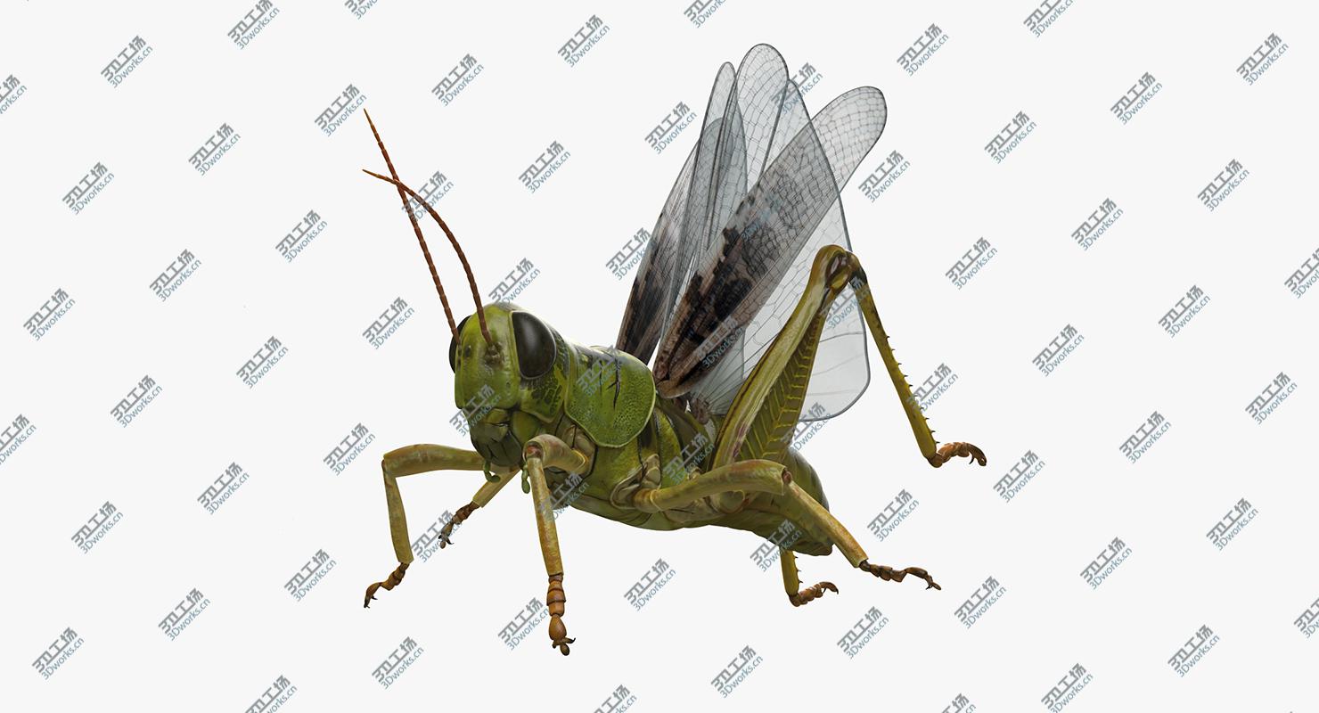 images/goods_img/202105071/Grasshopper Rigged 3D model/2.jpg